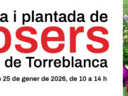 La Festa i Plantada de Rosers Omplirà el Parc de Torreblanca el 25 de Gener
