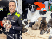 Intervenció al Poblenou: Rescat d’una gossa i els seus 9 cadells explotats per mendicitat