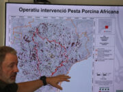 El Govern reforça l’operatiu contra la pesta porcina africana amb 15 agents, 17 efectius de drons i 132 membres d’ADF