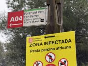 Entitats ecologistes denuncien que les mesures contra el senglar a Collserola són “desproporcionades i ecocides”
